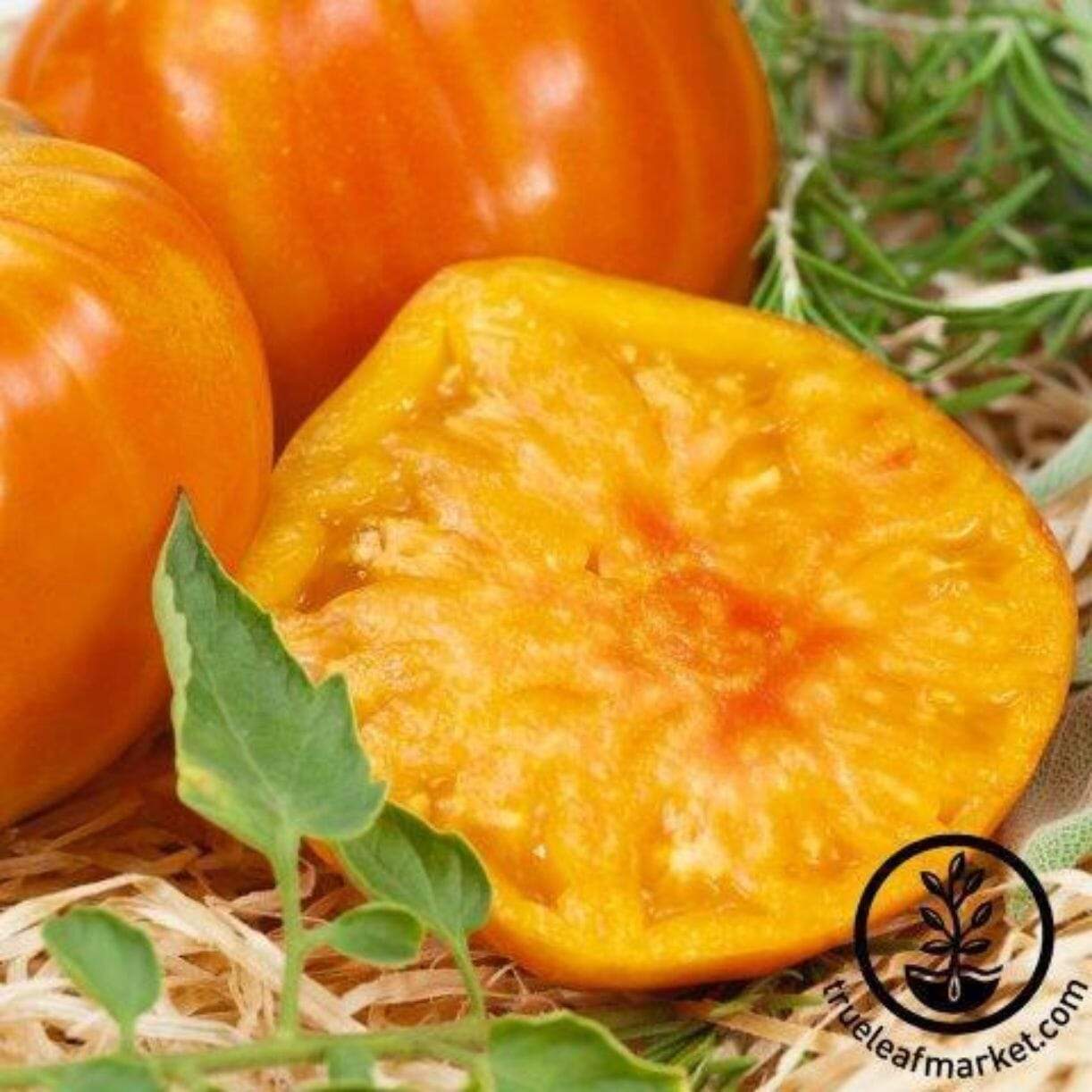 Marvel Stripe Tomato