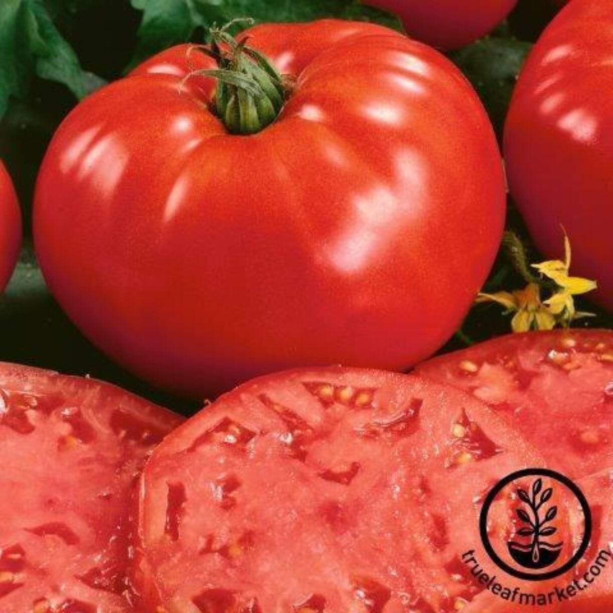 Beefsteak Determinate Tomato