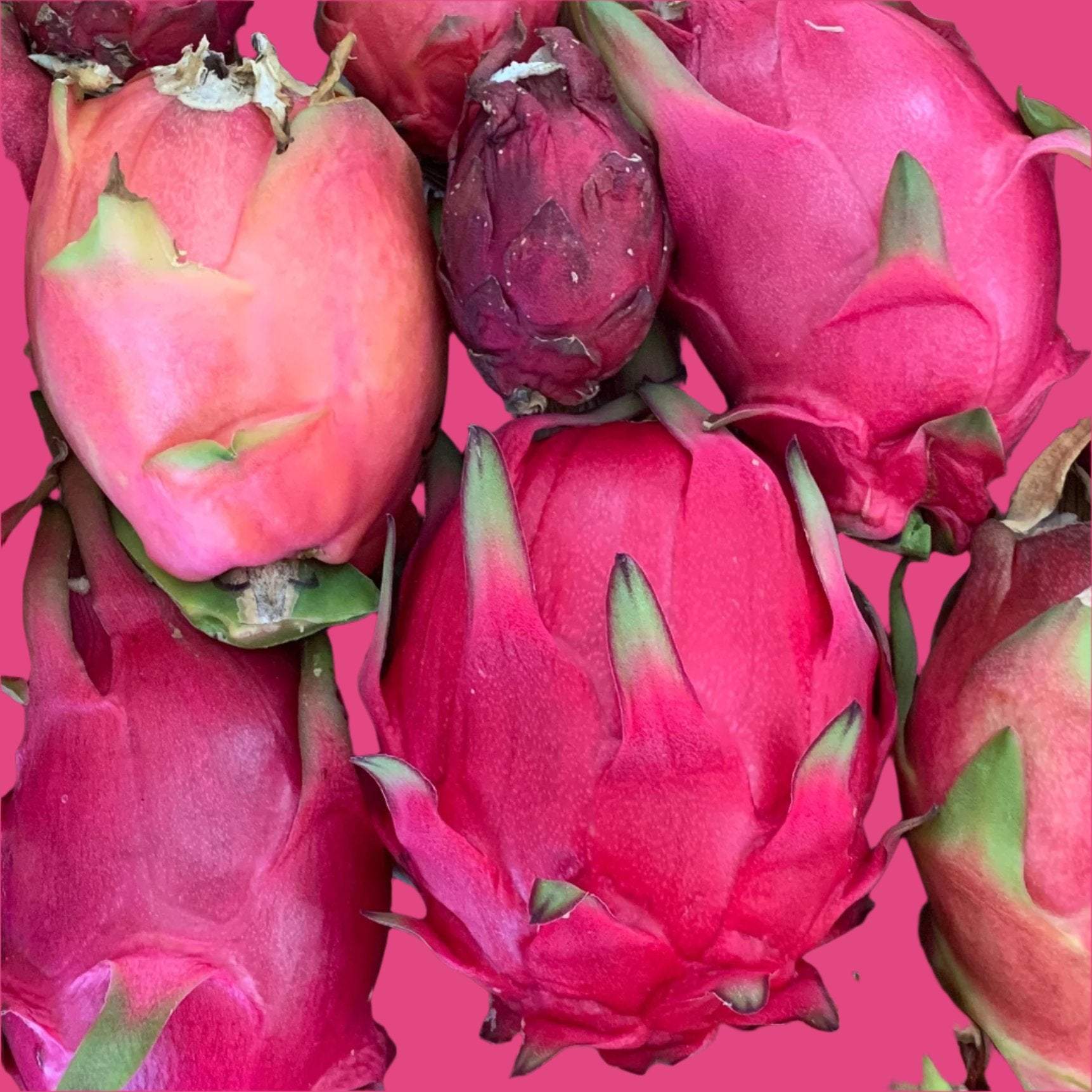 Wallace Ranch Bundle Dragonfruit (1)
