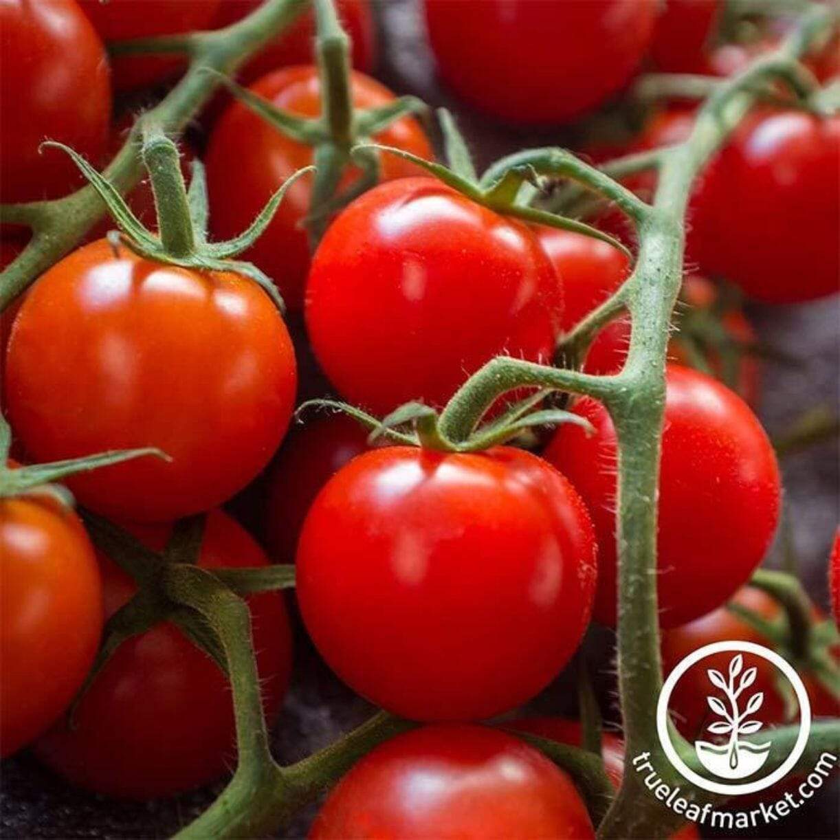 Large Red Cherry Tomato