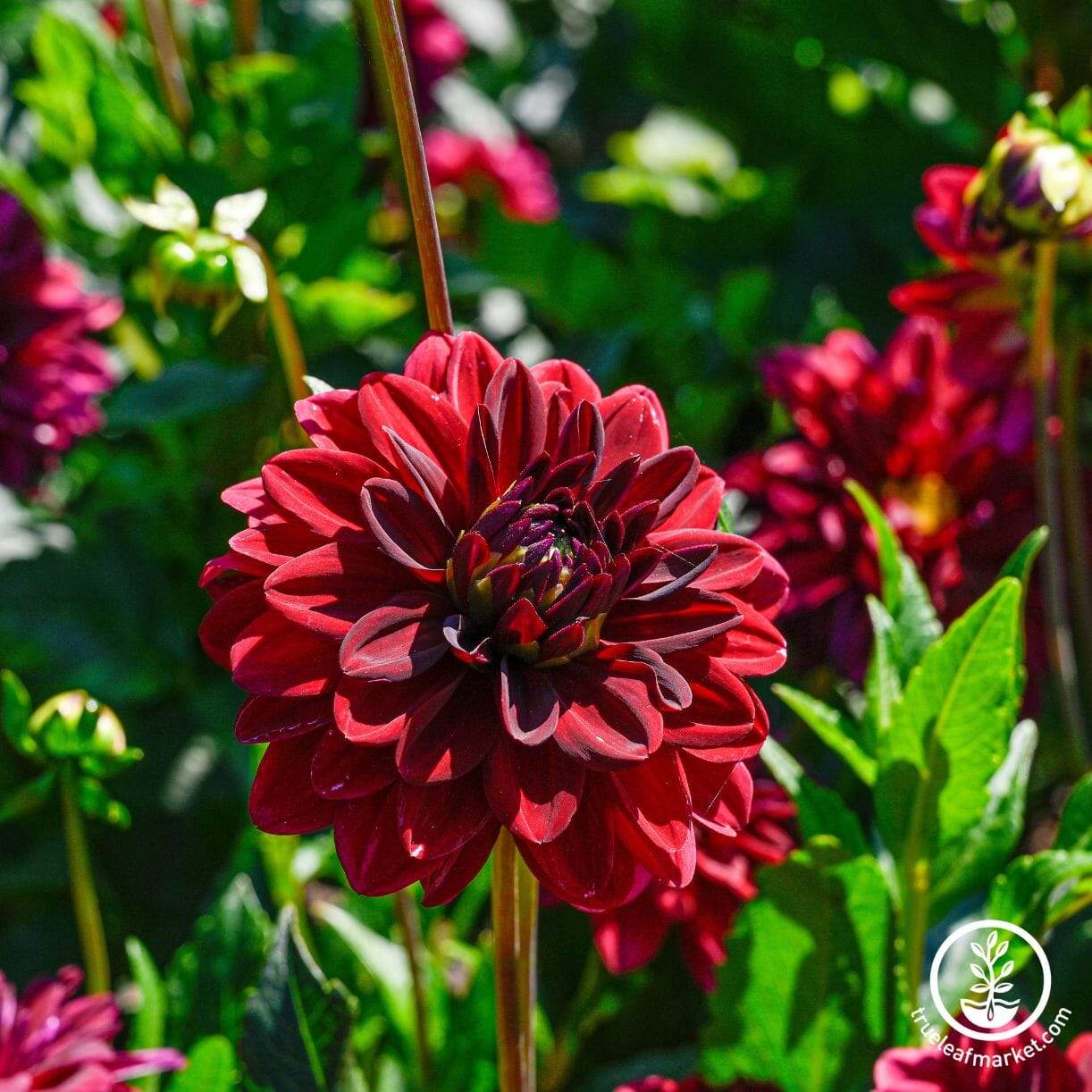 Arabian Night Dahlia