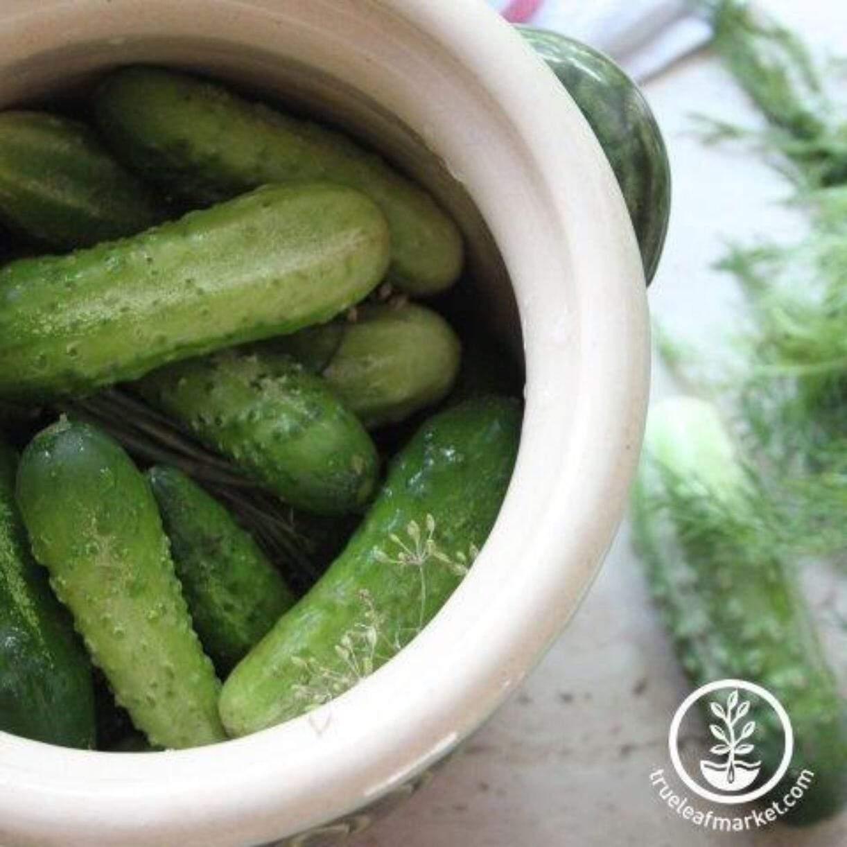 Burpless Bush Slicer Cucumber