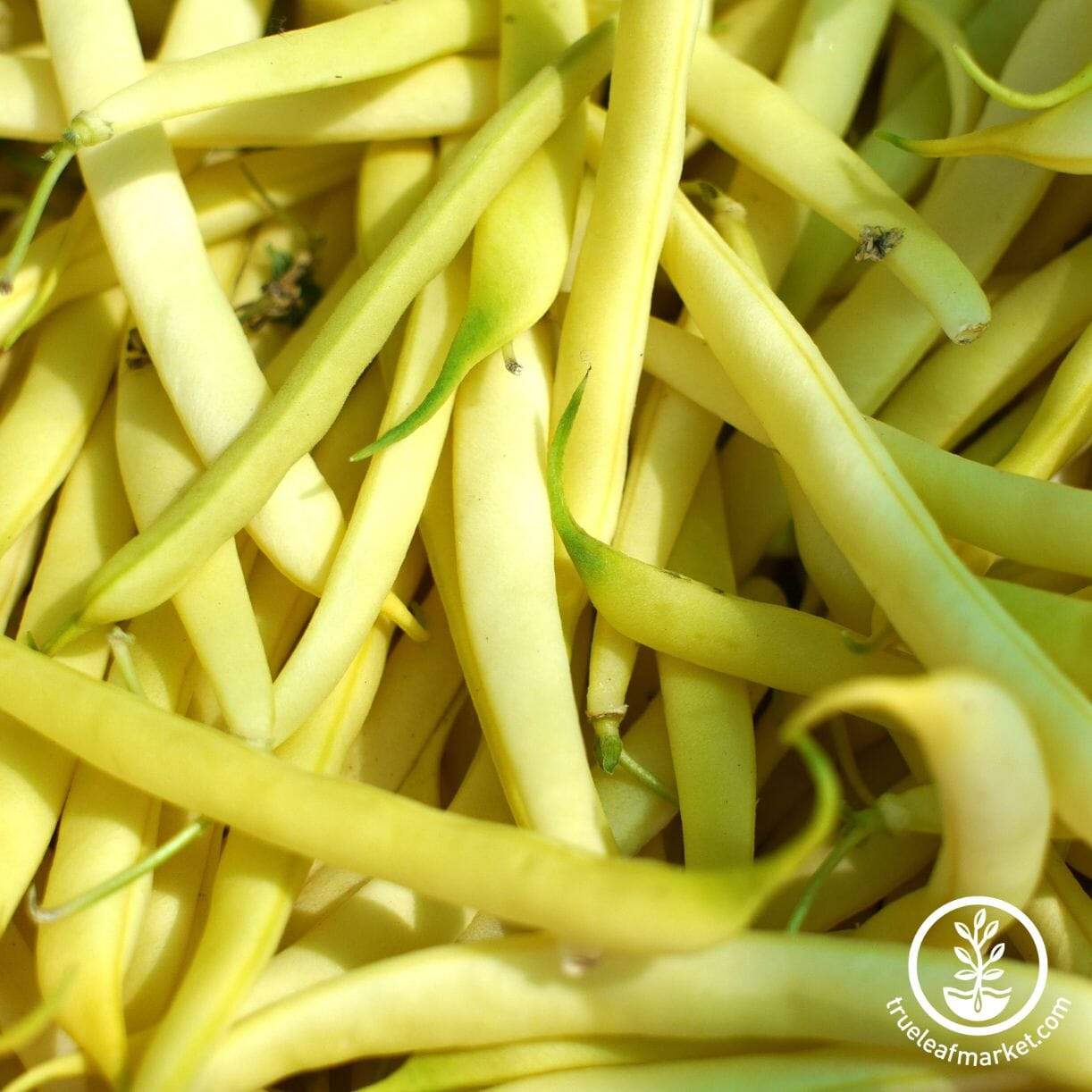 Kentucky Wonder Wax Bean