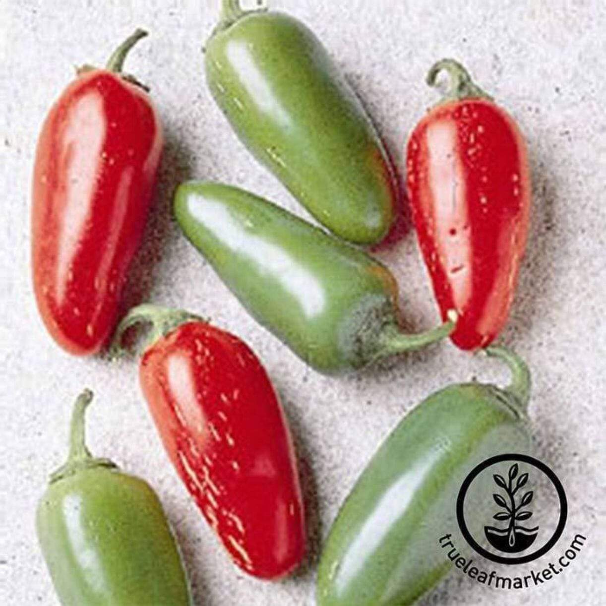 Jalapeno Early Pepper