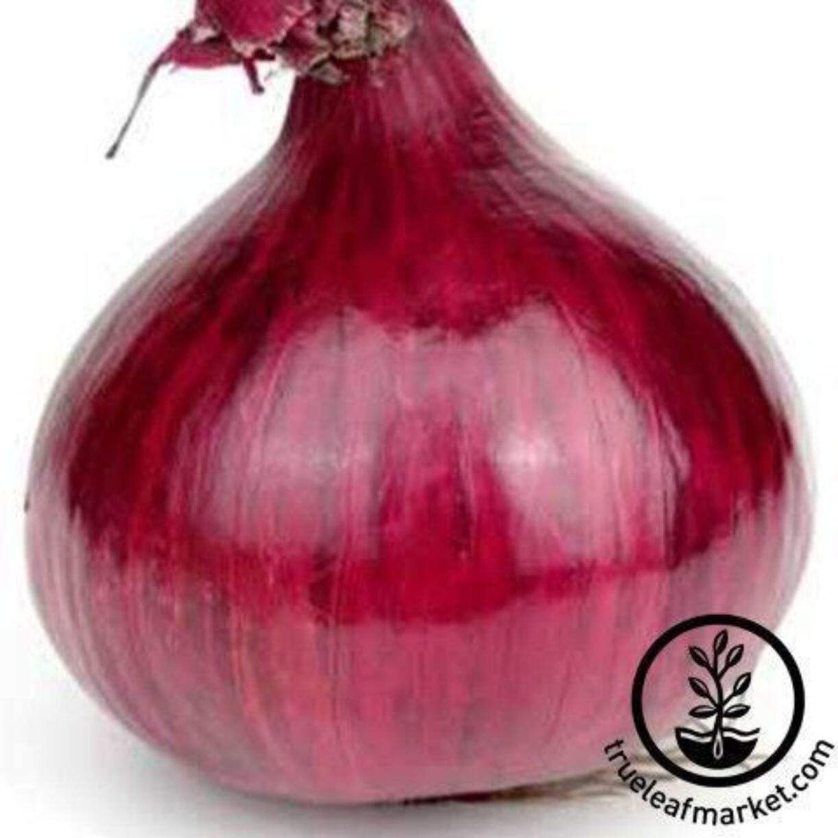 Red Grano Onion