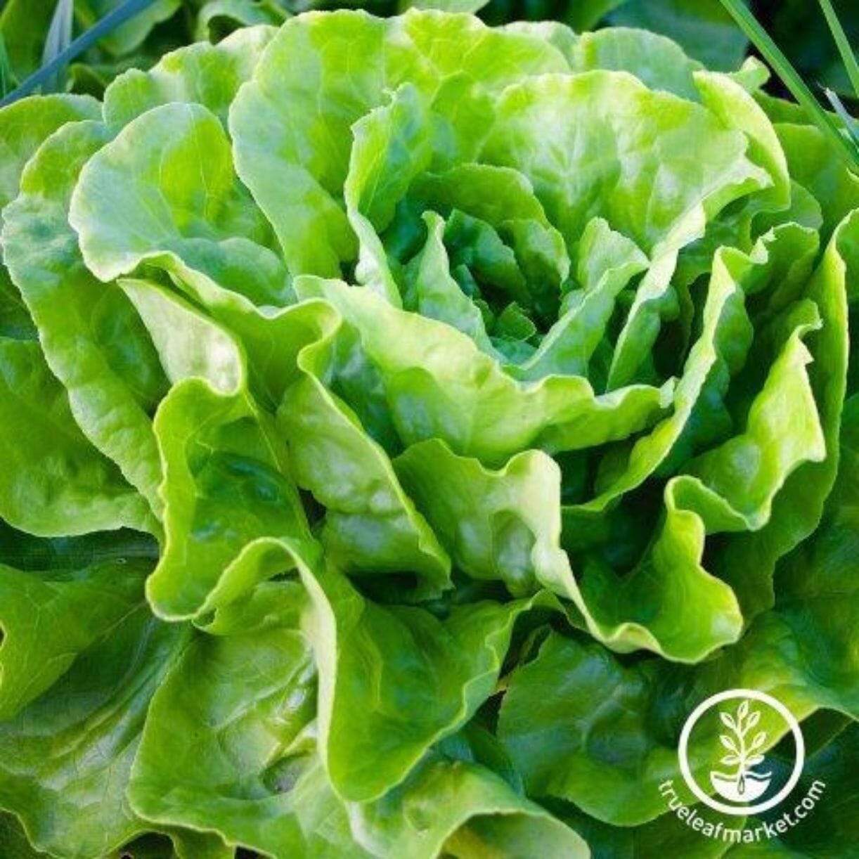 Kagraner Sommer Lettuce