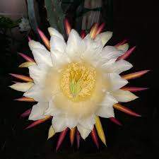 Tricia Dragonfruit (2)