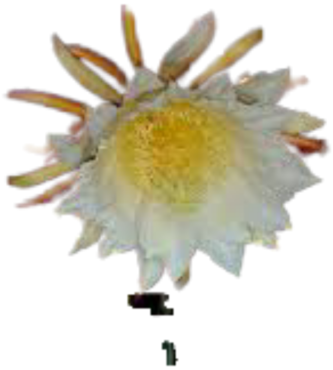 Tricia Dragonfruit (4)
