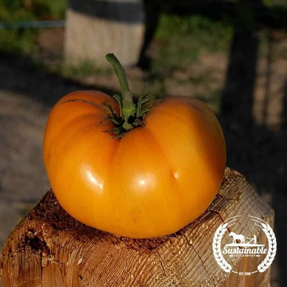 Golden Queen Tomato