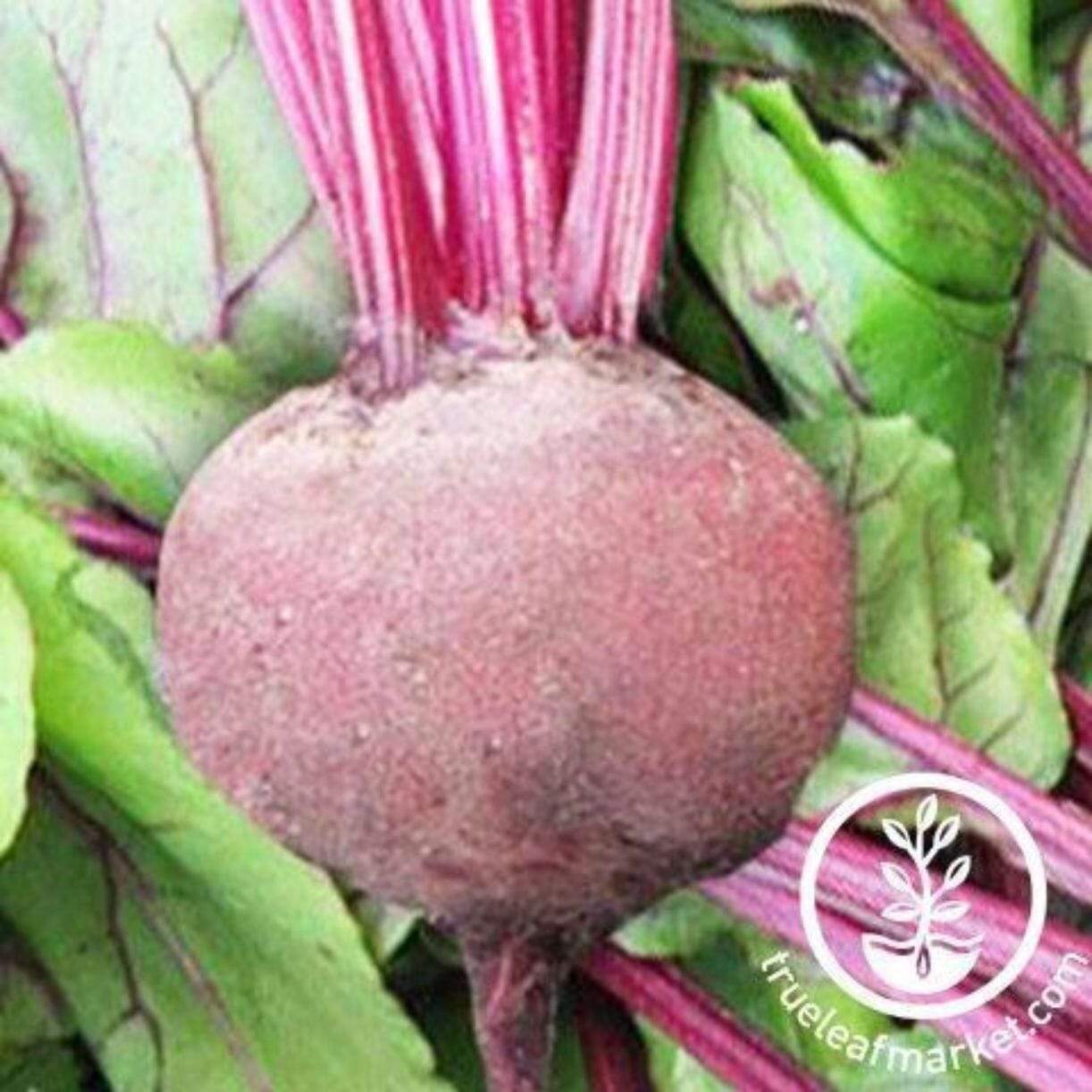 Green Top Bunching Beet