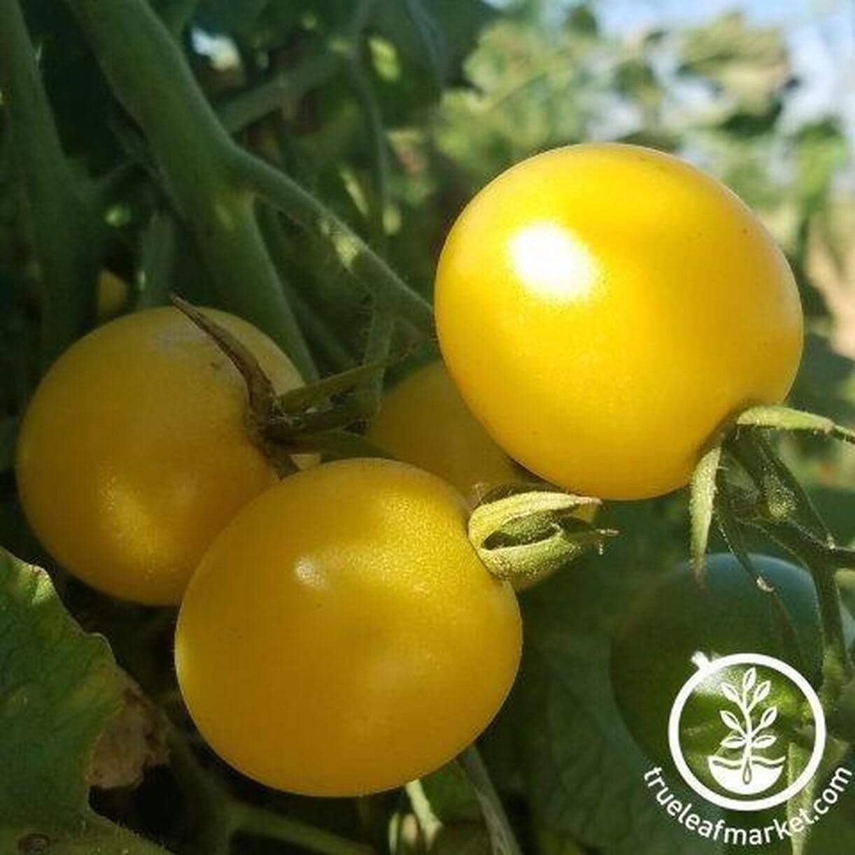 Snow White Tomato
