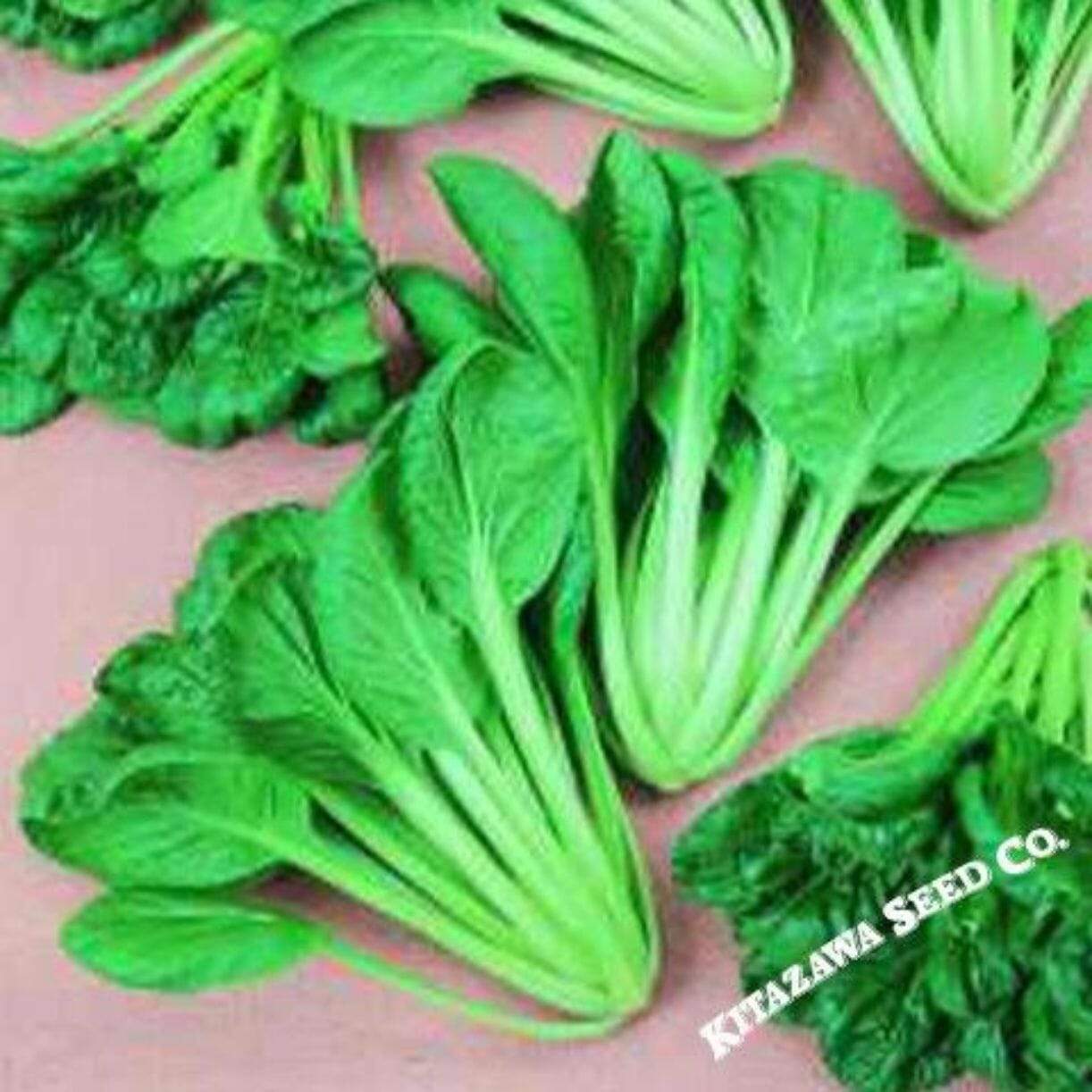Savoy Tatsoi Cabbage