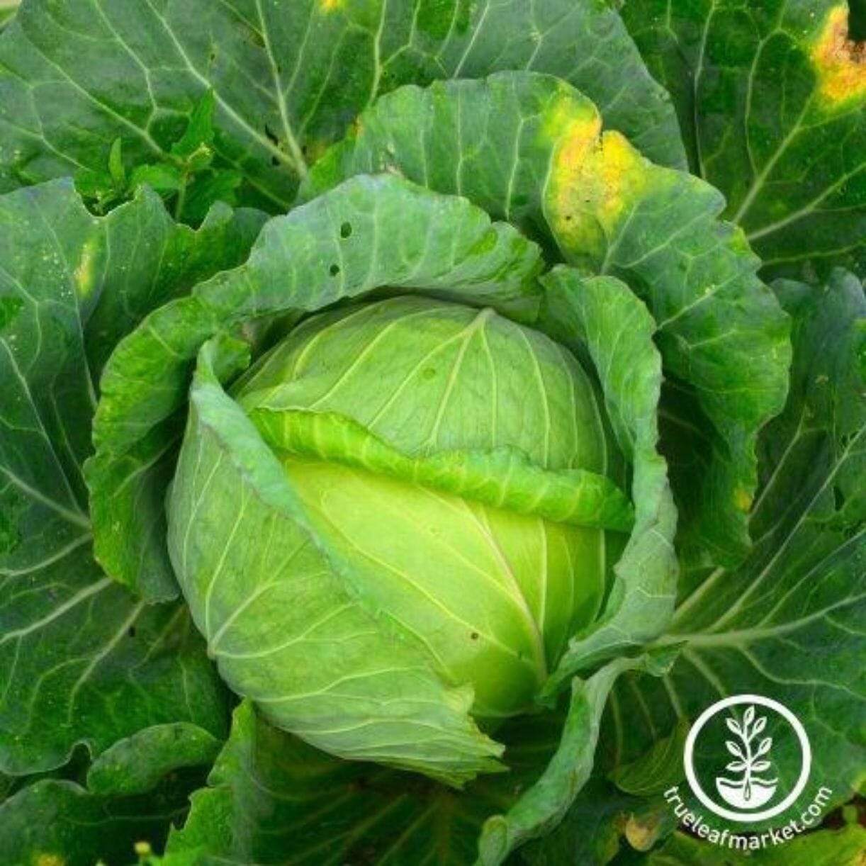 Glory Of Enkhuizen Cabbage