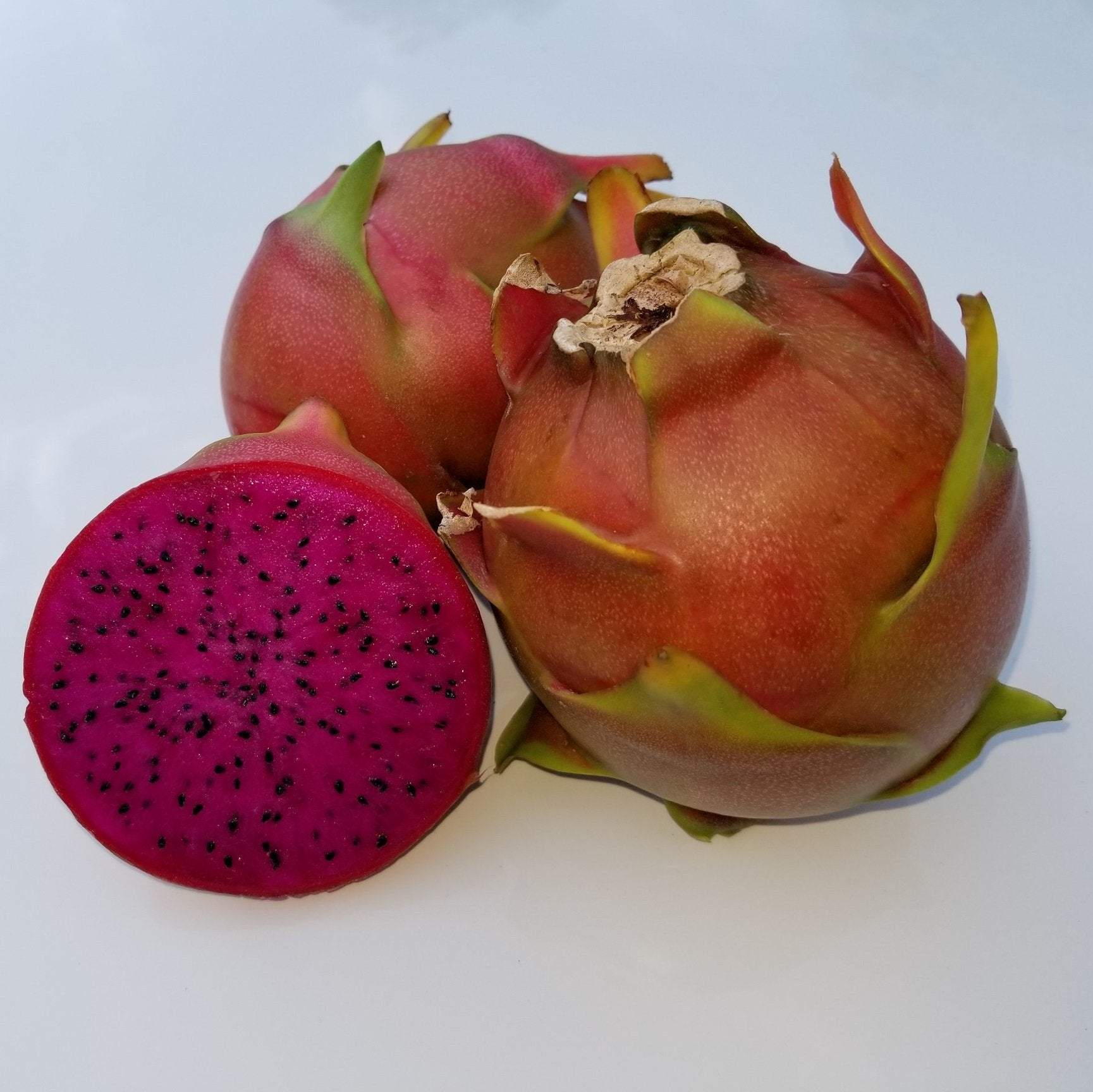 Shayna Dragonfruit (1)