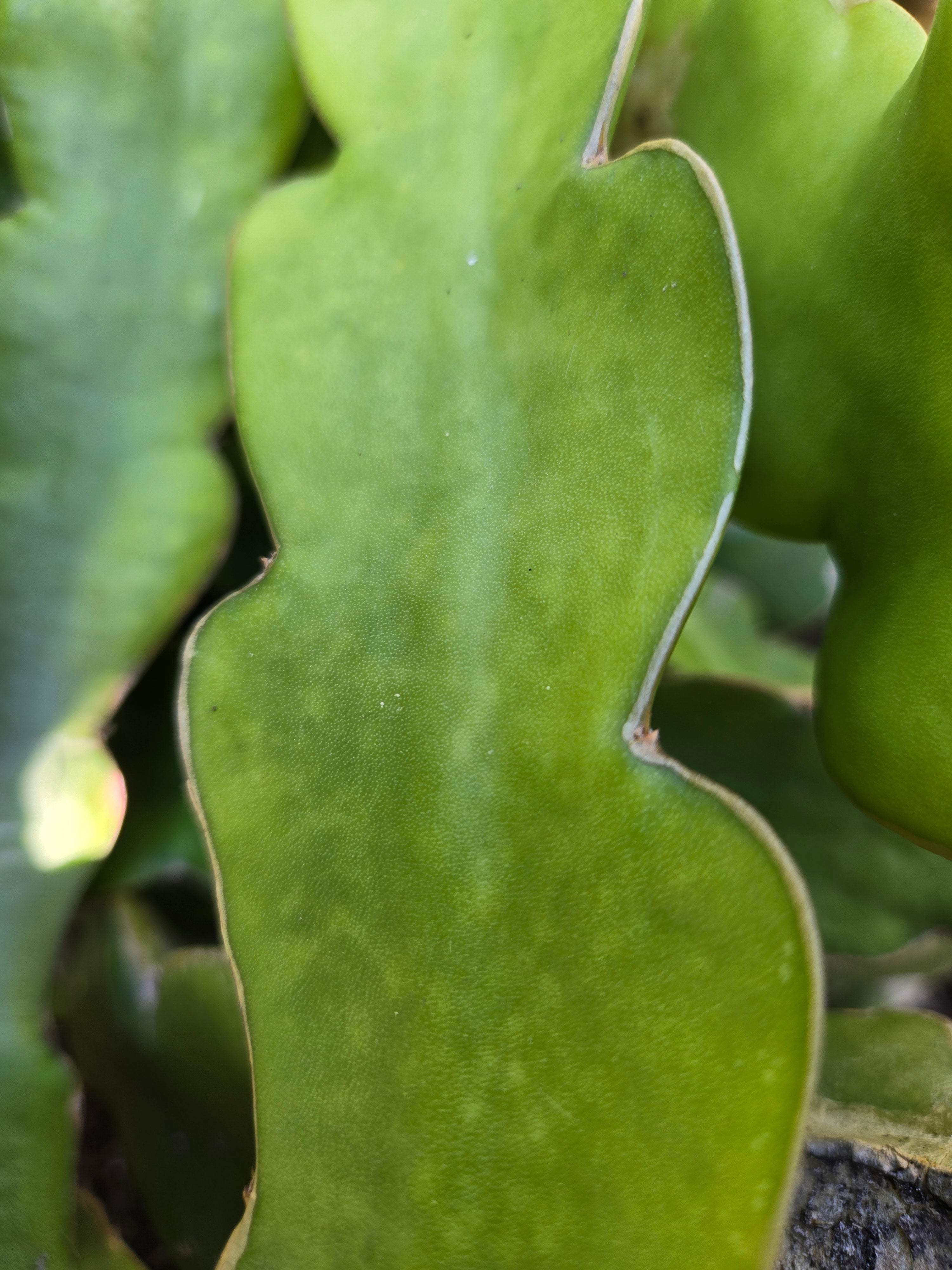 Shayna Dragonfruit (2)