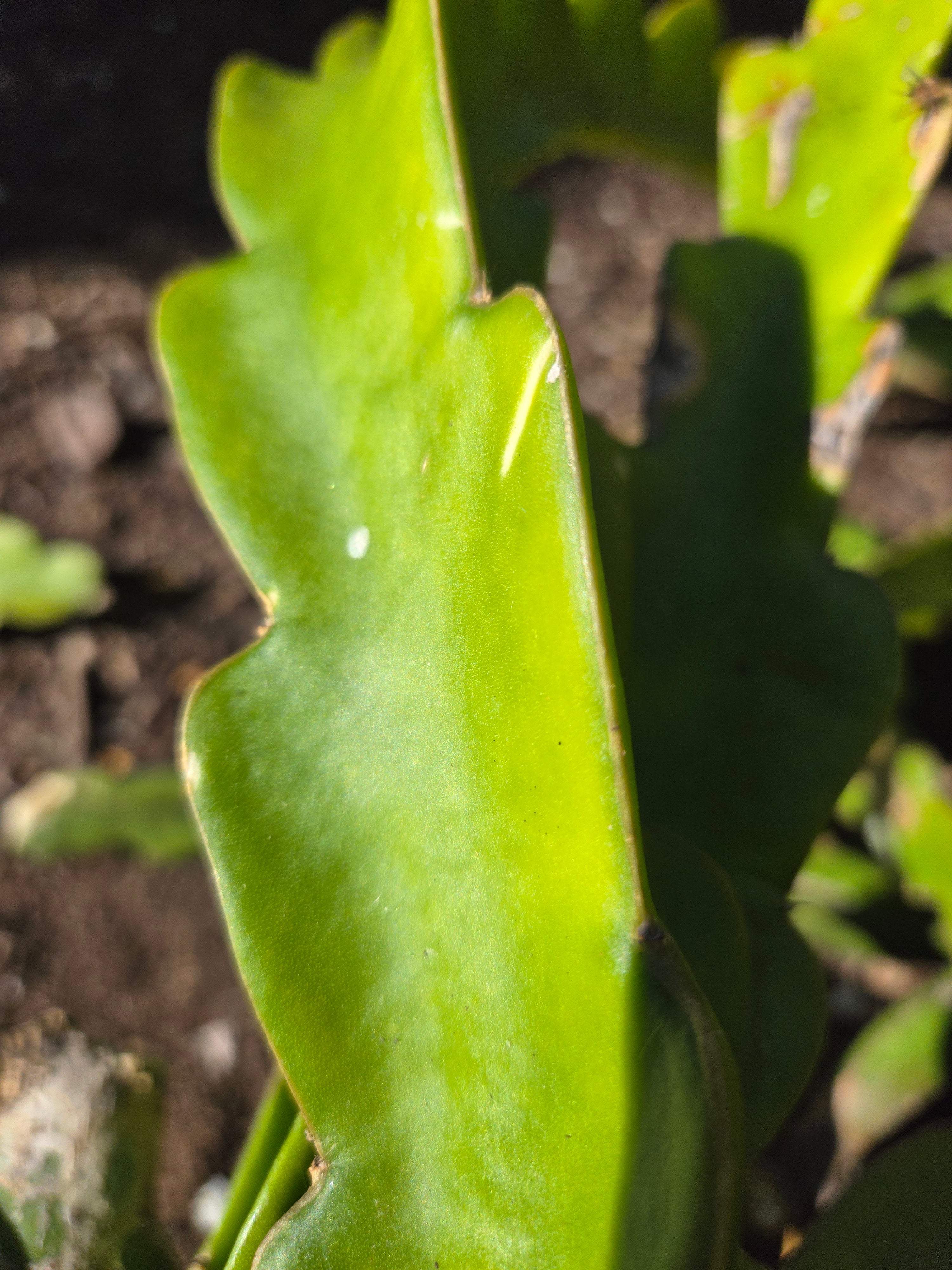 Shayna Dragonfruit (3)