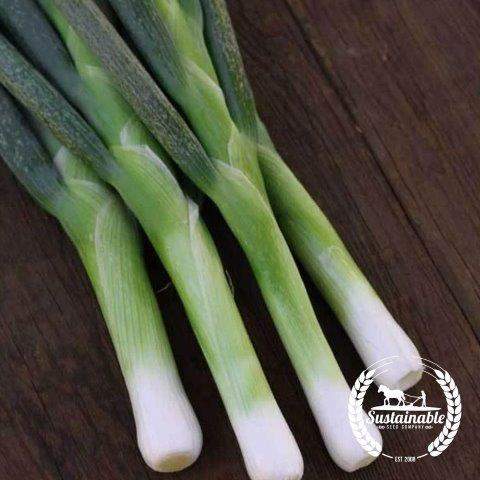 Flagpole Onion
