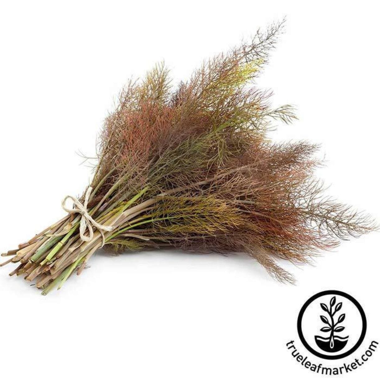 Bronze Fennel