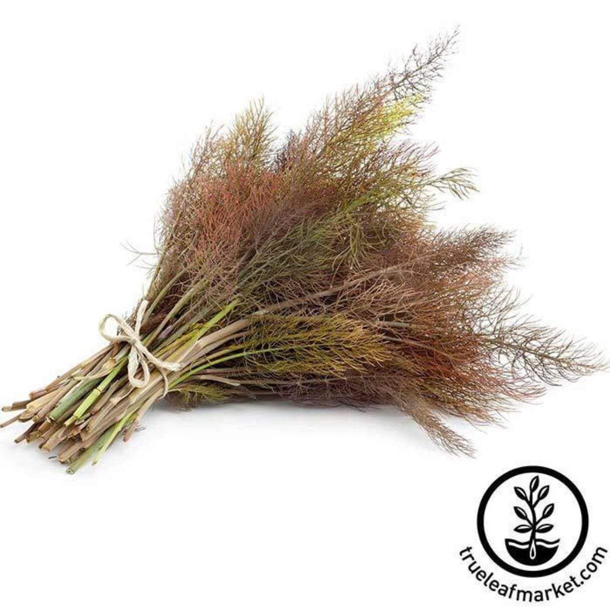 Bronze Fennel