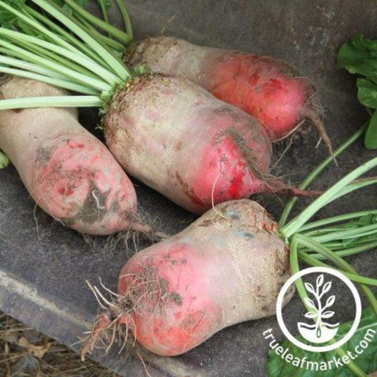 Red Mammoth Mangel Beet
