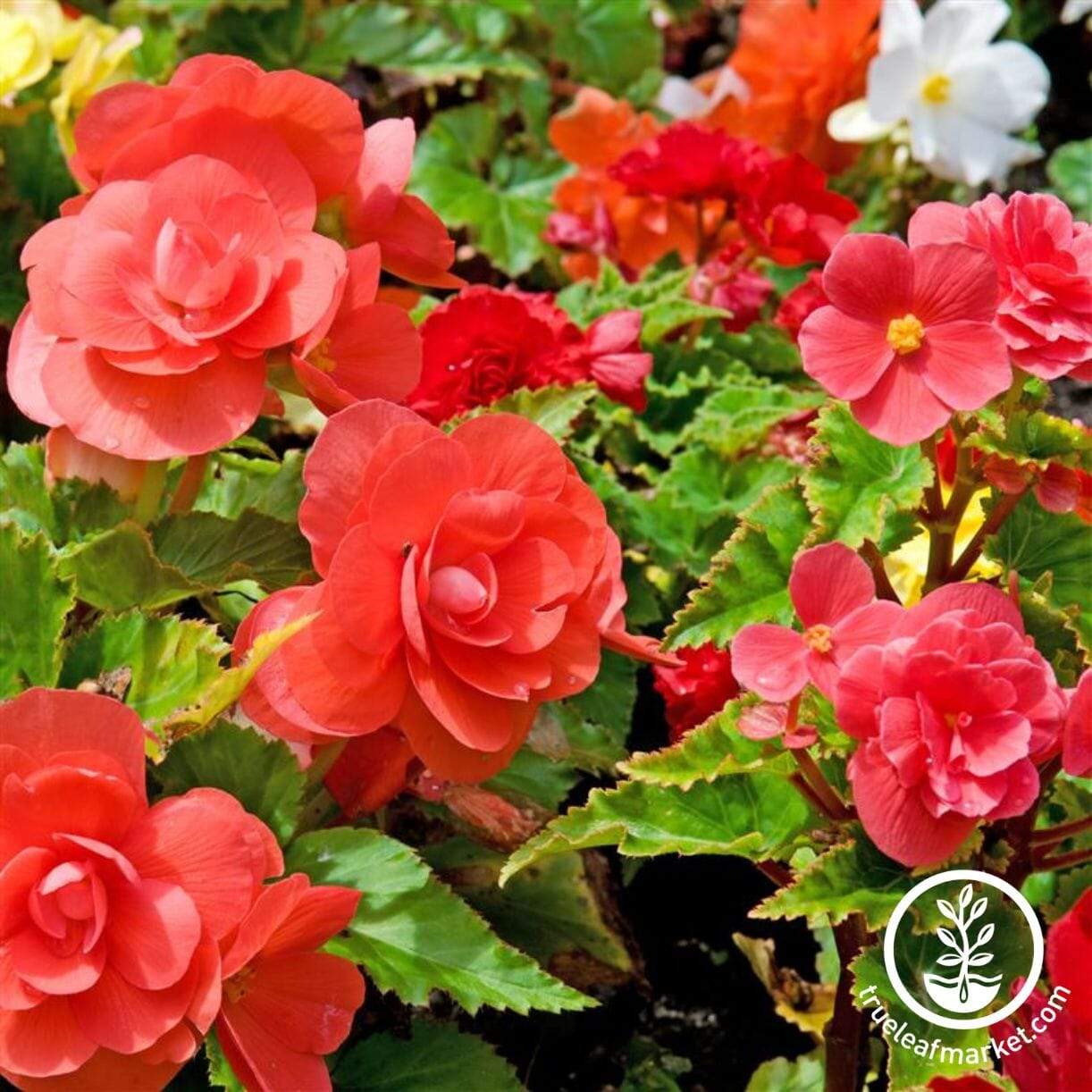 Red Glory Begonia