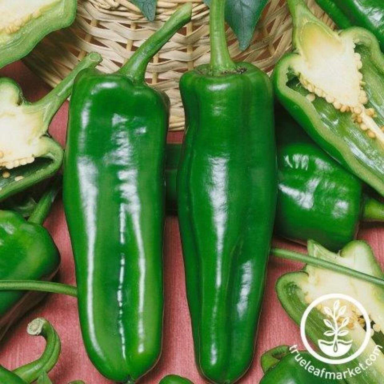 Pepperoncini Pickling Pepper