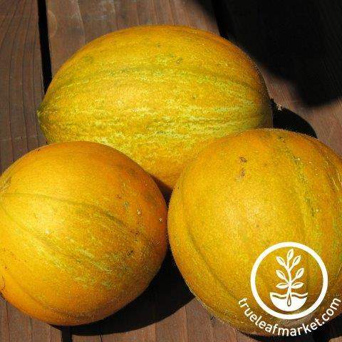 Collective Farm Woman Melon
