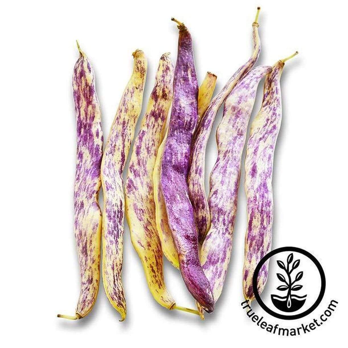 Dragons Tongue Wax Bean