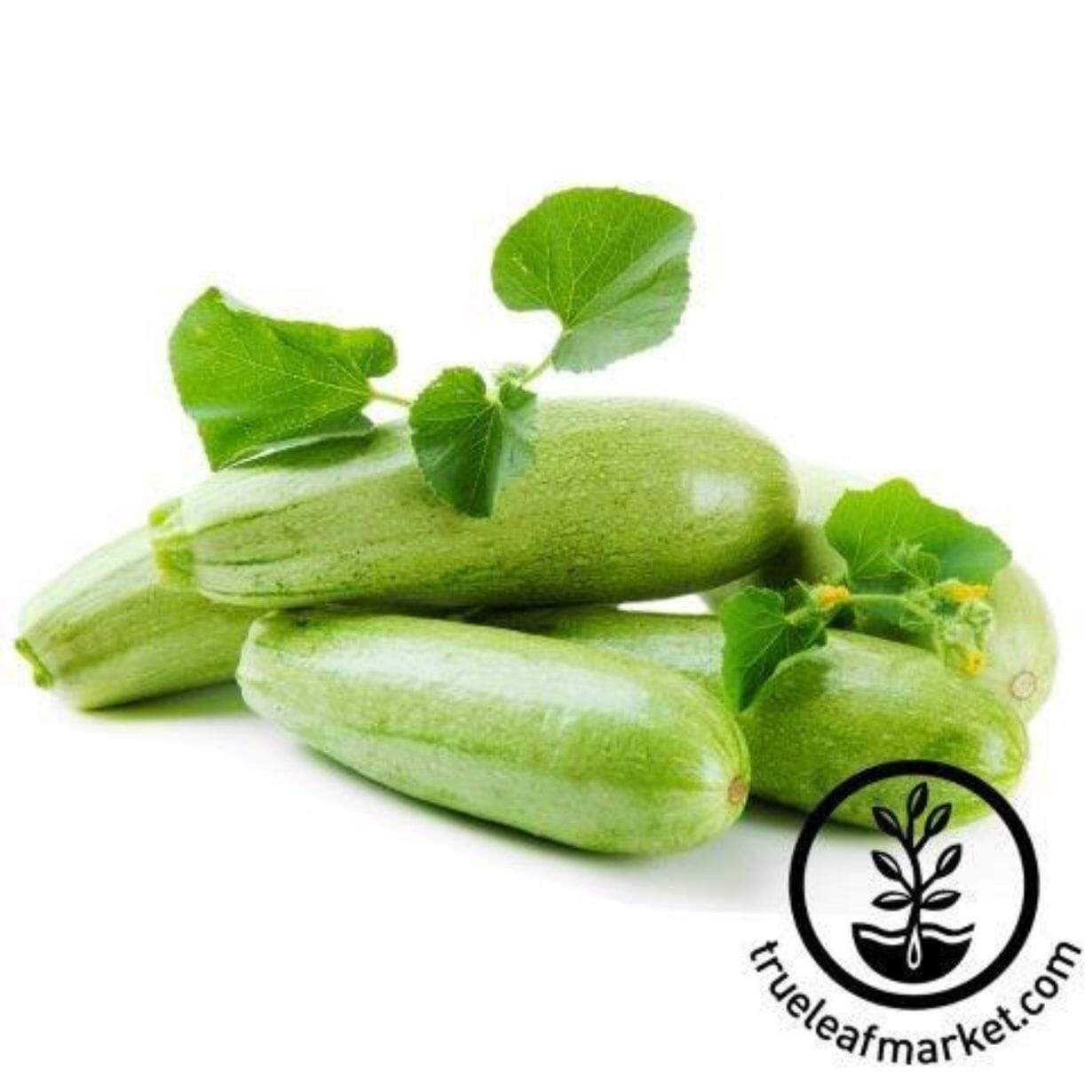 Genovese Zucchini Squash