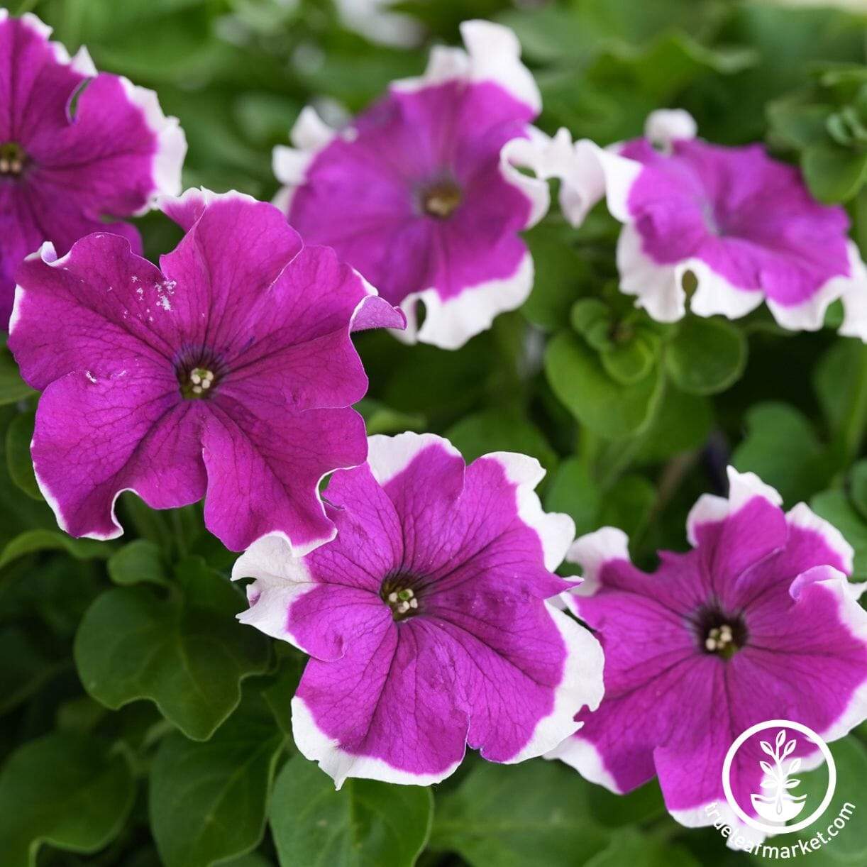 Frost Series Petunia