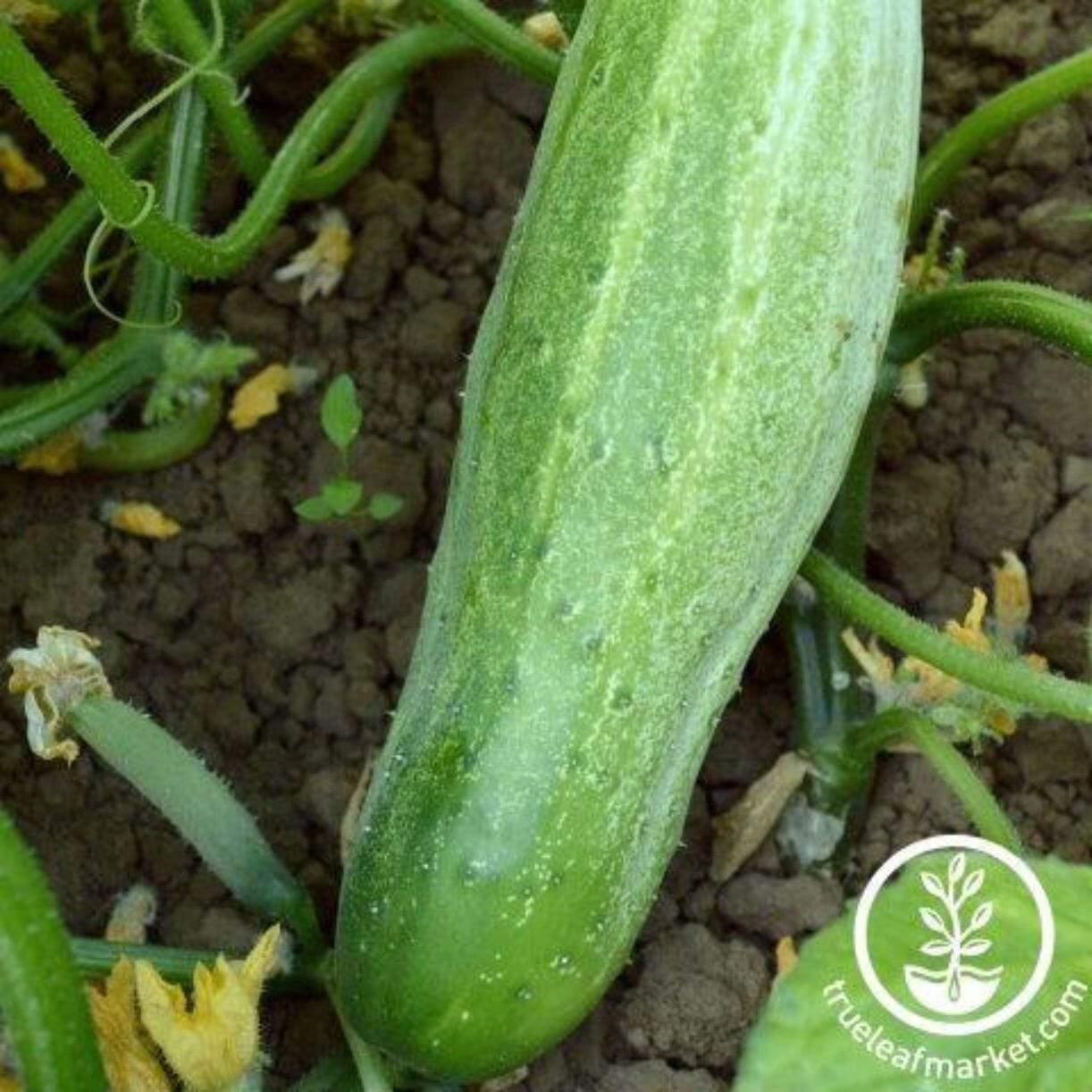 Garden Bush Slicer Cucumber