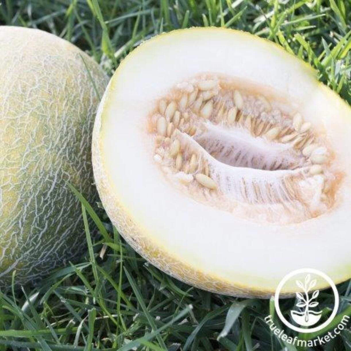 Eindor Melon
