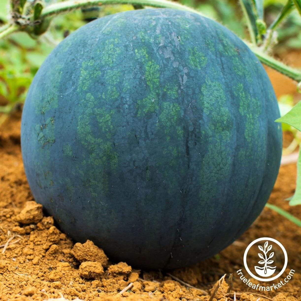 Black Diamond Watermelon