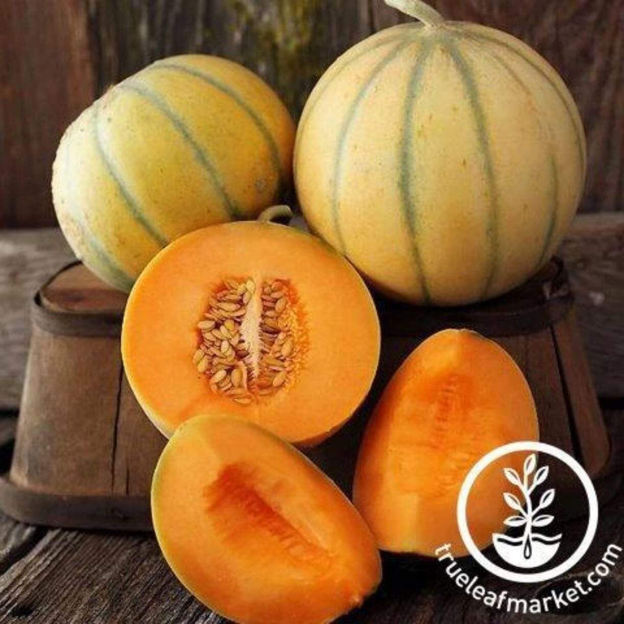 Charentais Melon