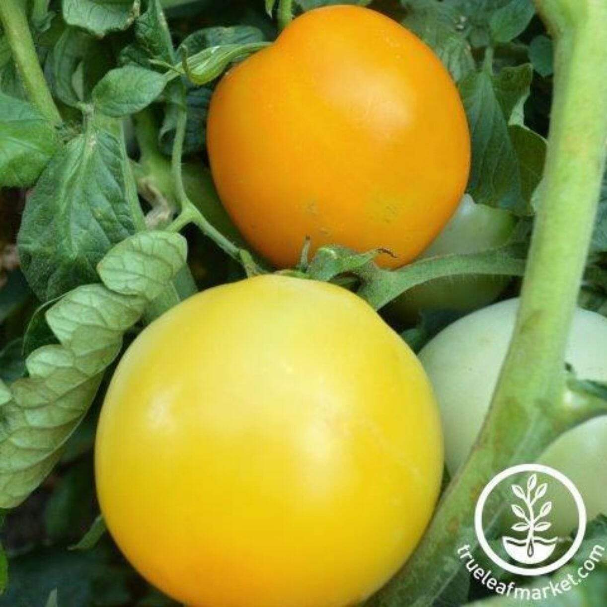Manyel Tomato