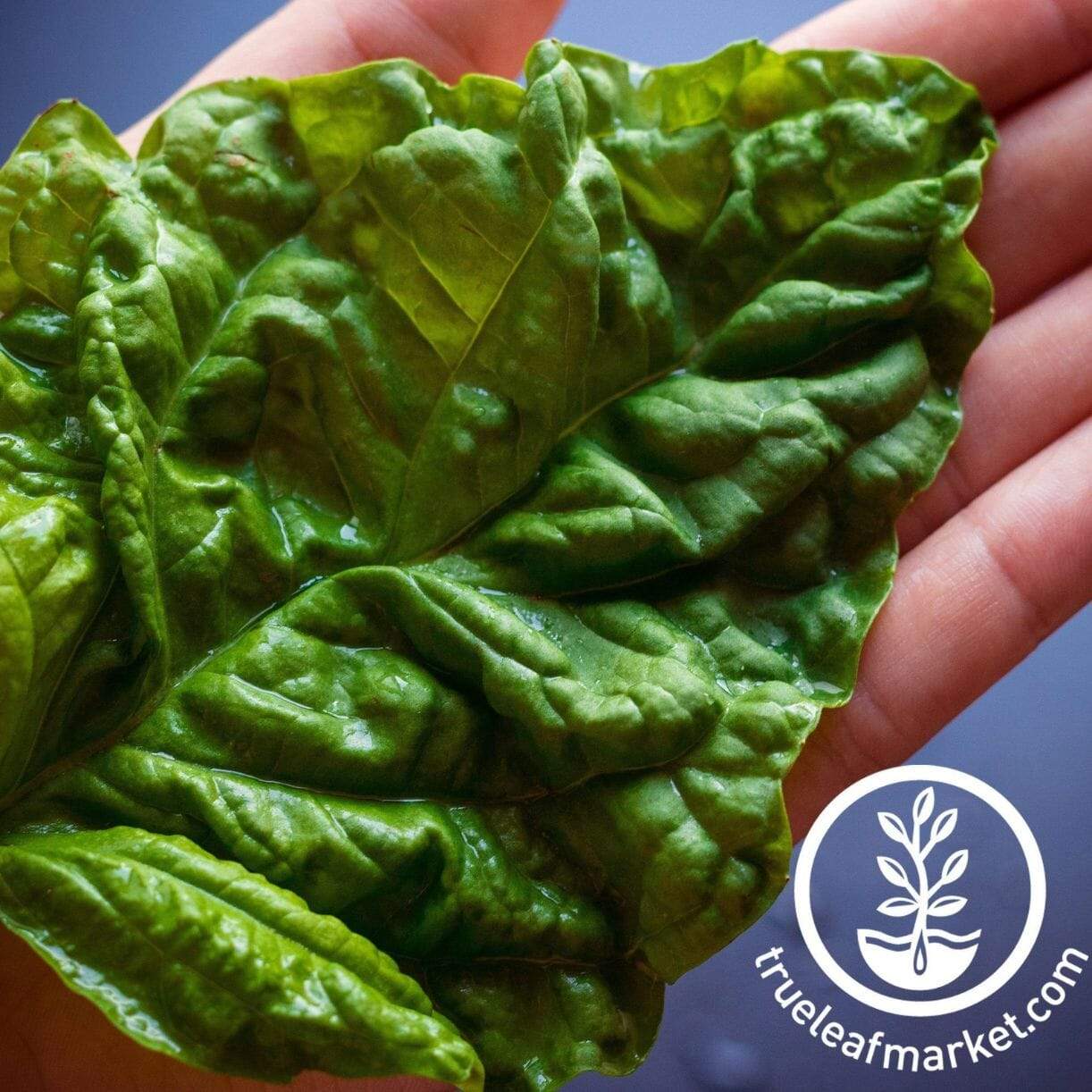Lettuce Leaf Basil