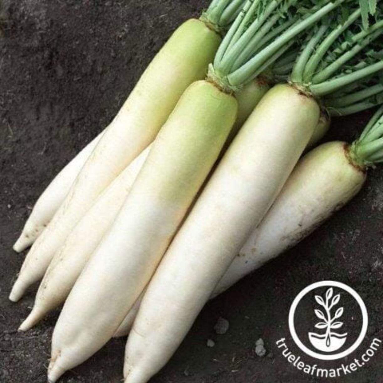 Daikon Minowase Radish