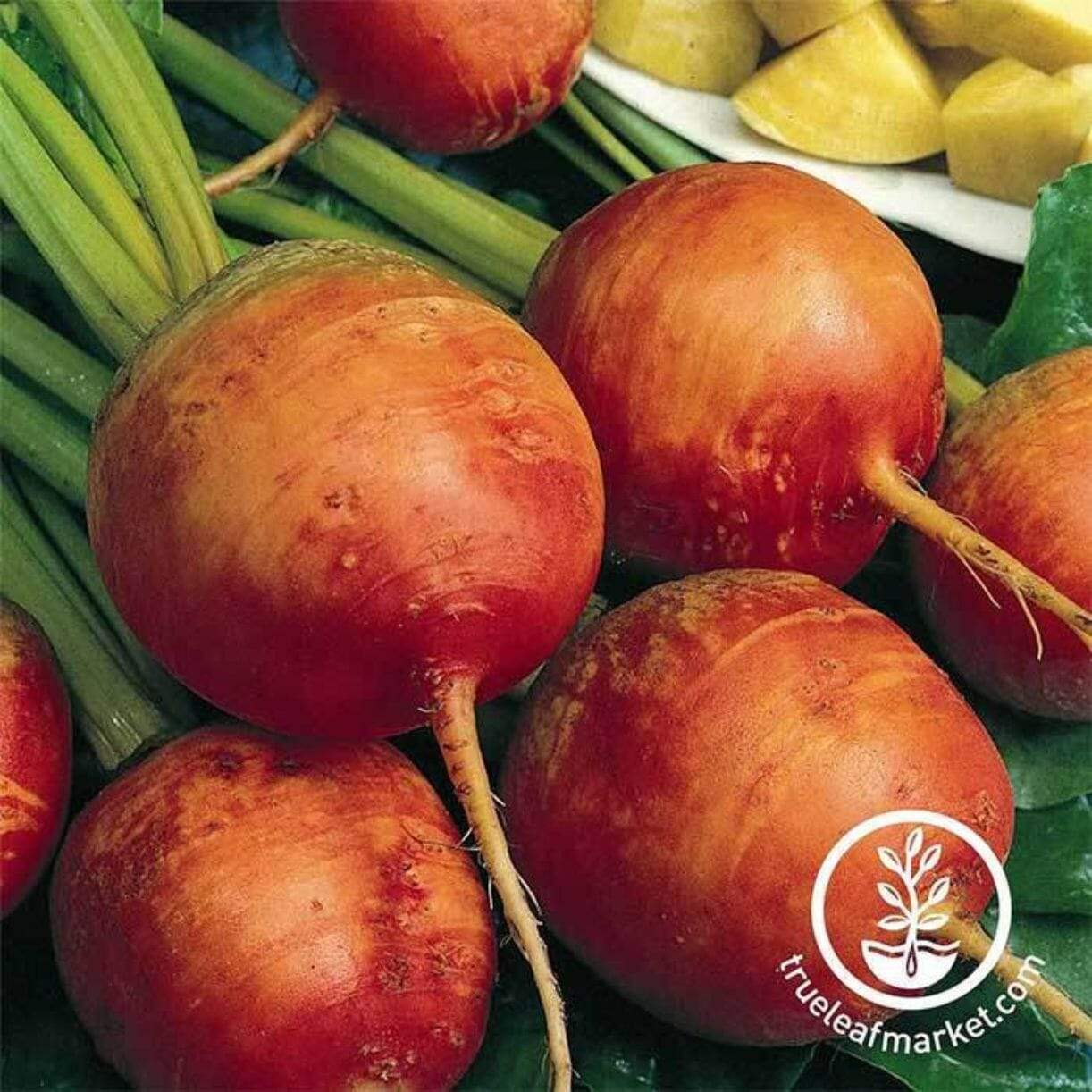 Golden Detroit Beet