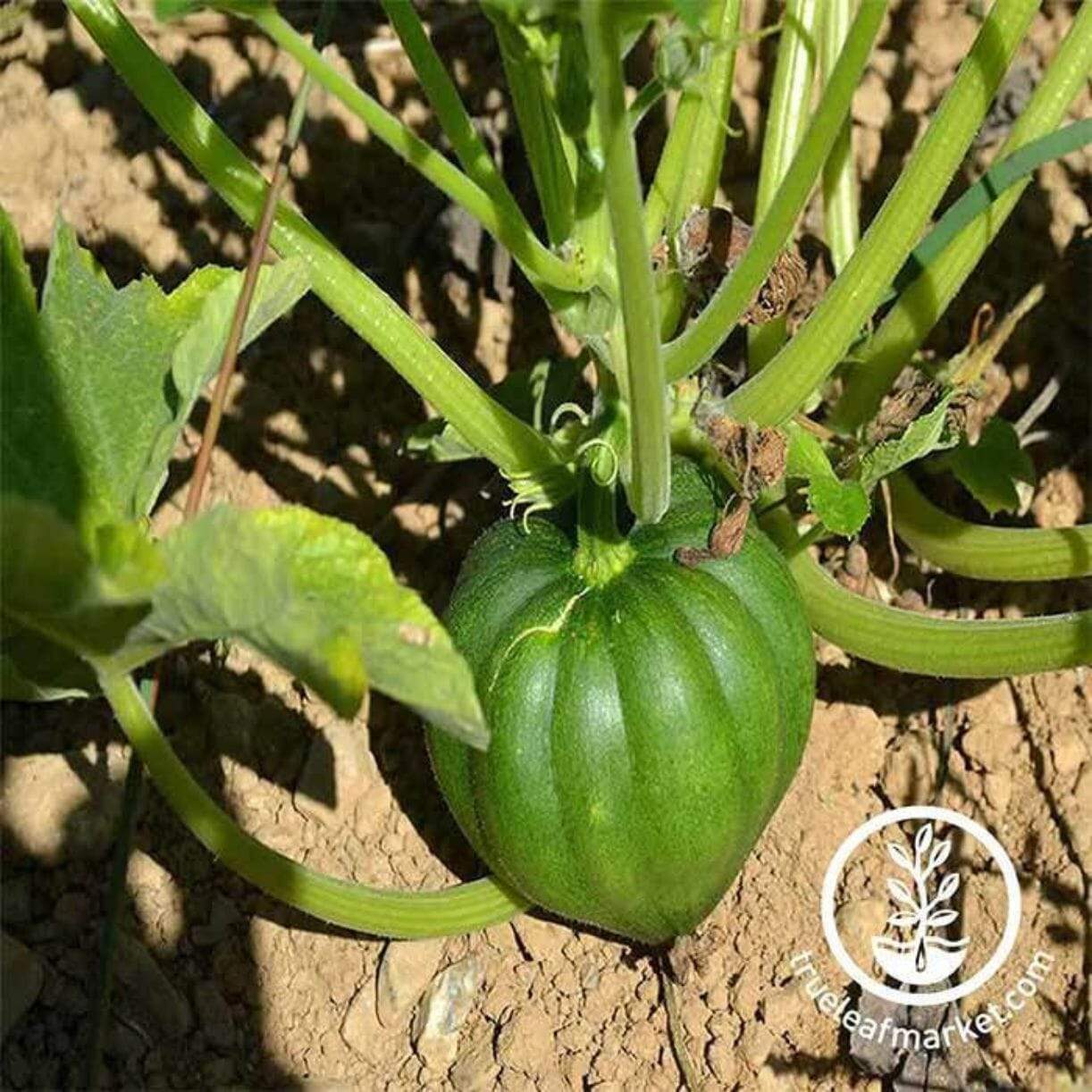 Table King Bush Acorn Squash