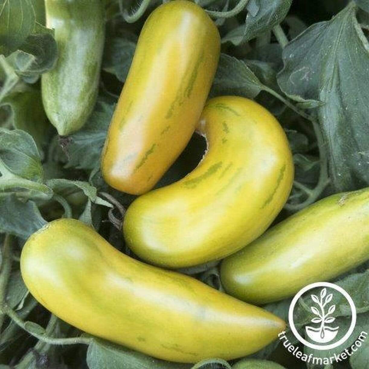 Green Sausage Tomato