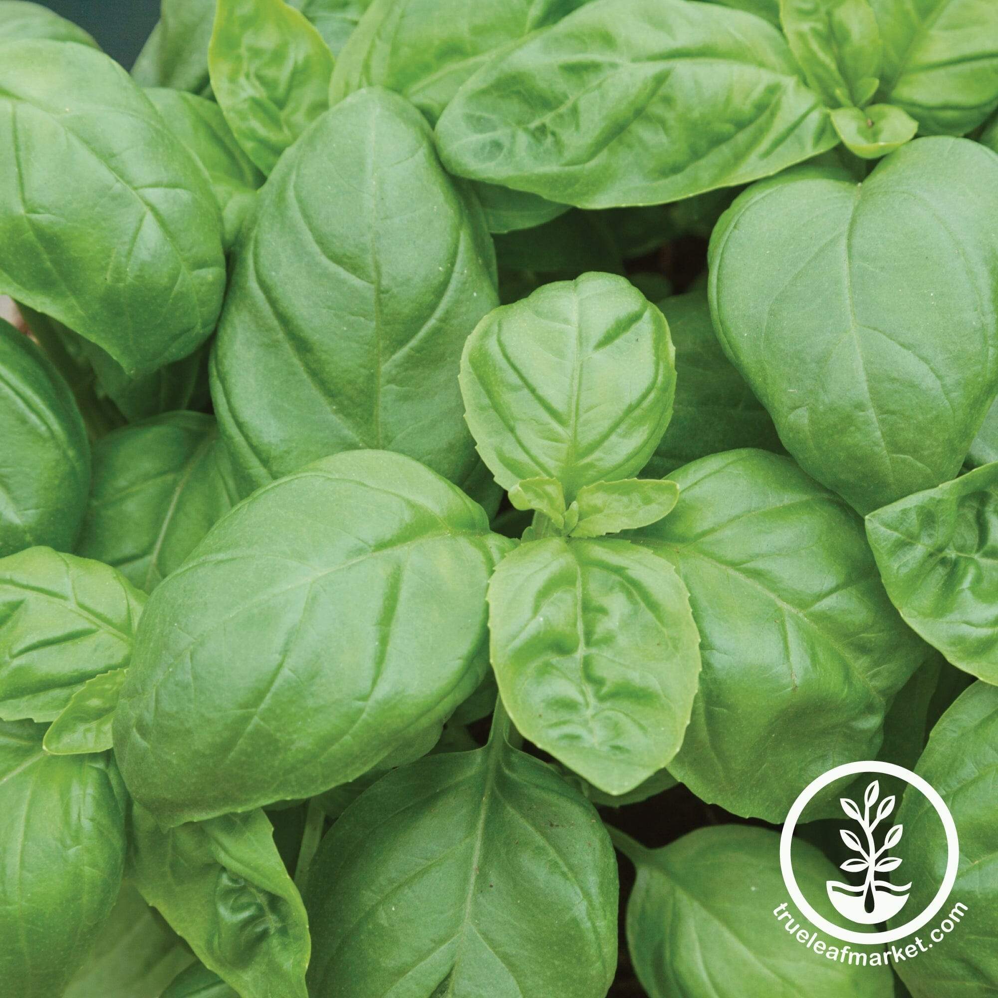 Treviso Basil