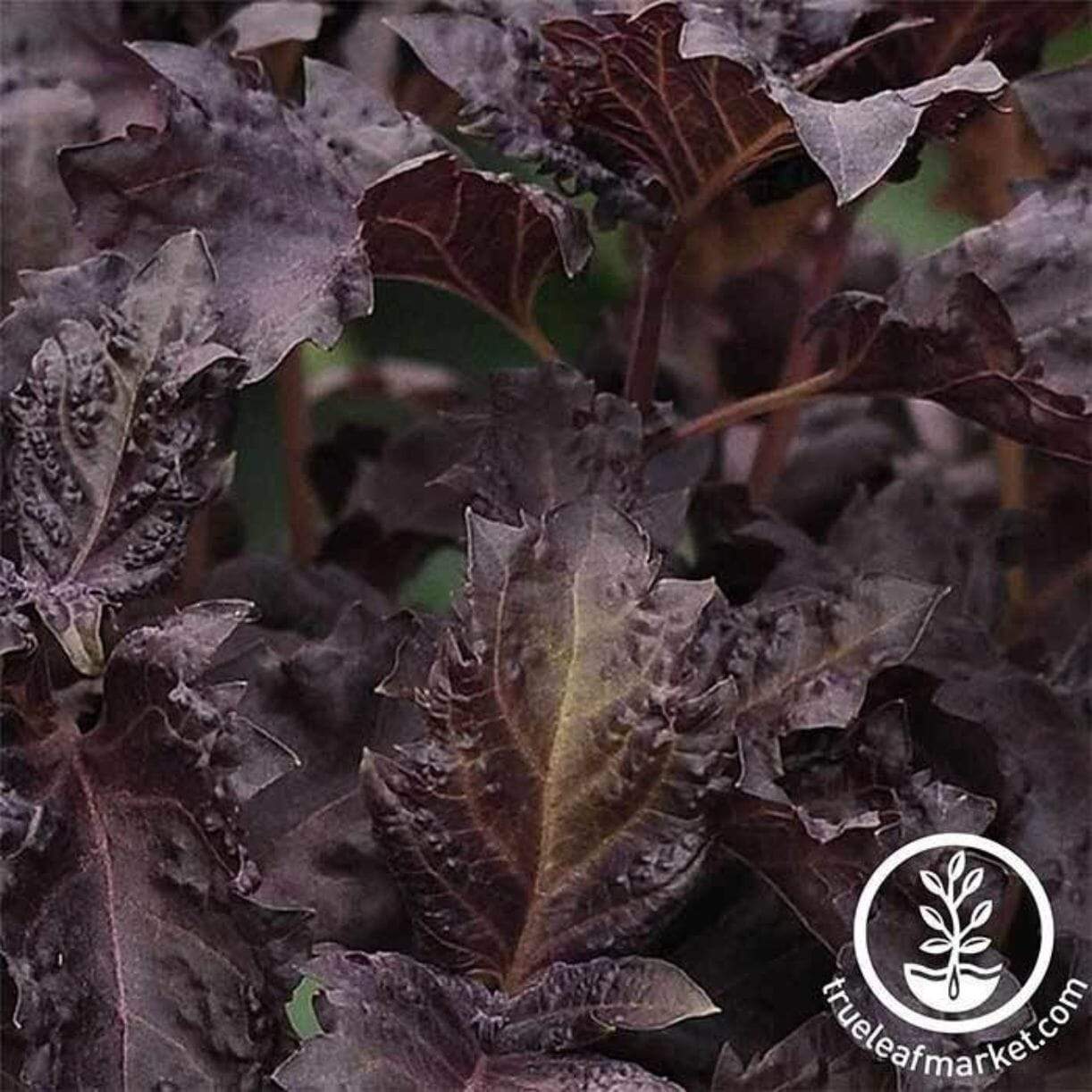 Purple Ruffles Basil