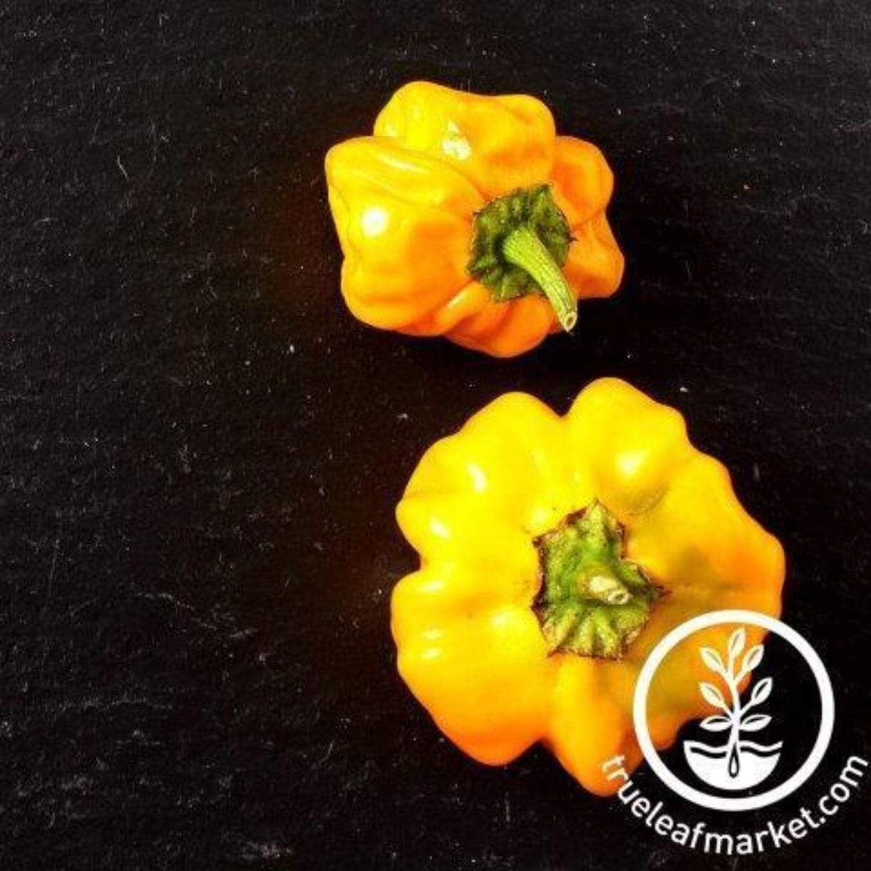 Scotch Bonnet Yellow Pepper