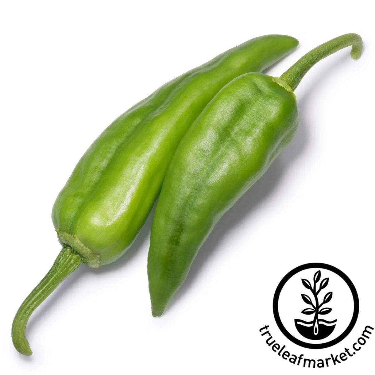 Numex Sandia Pepper