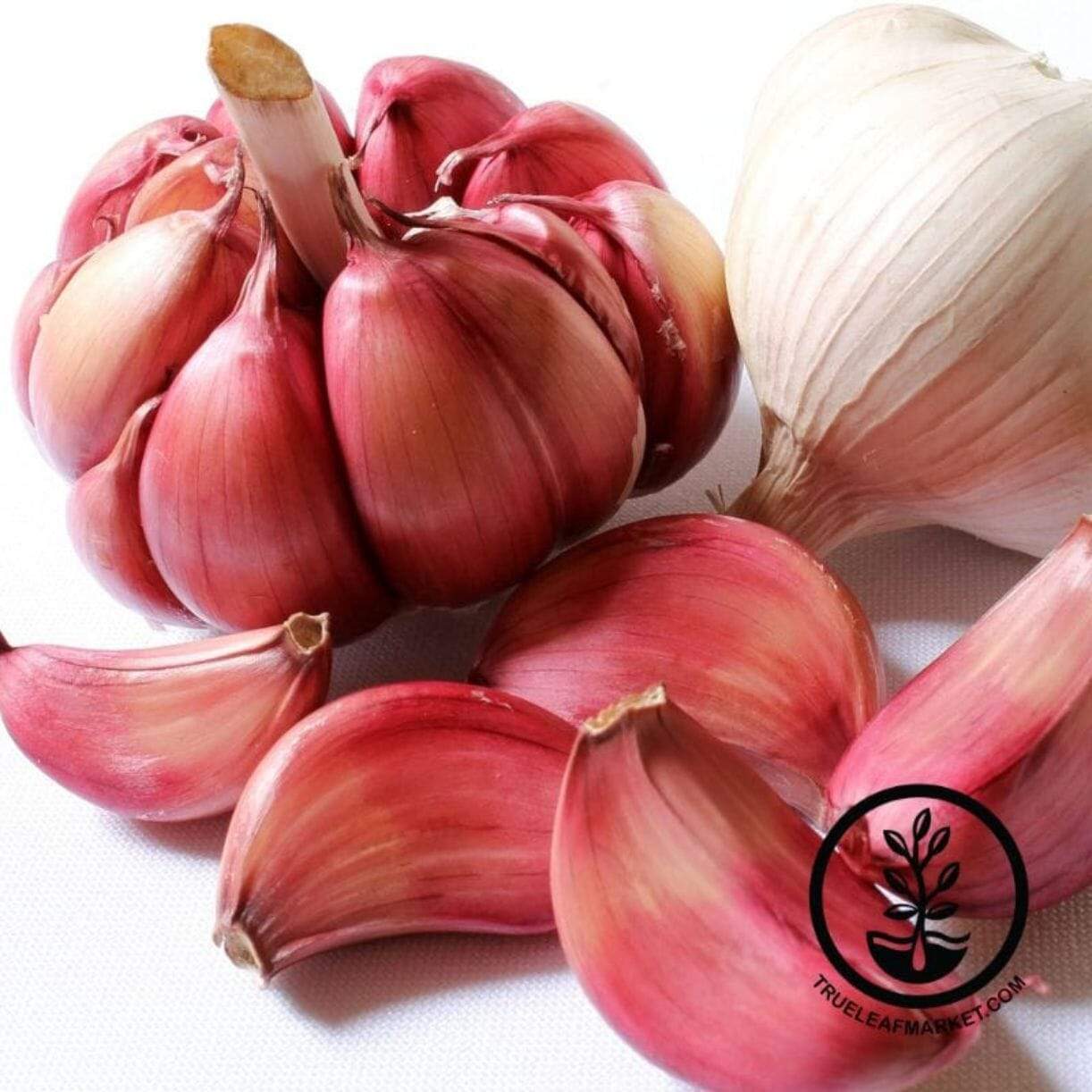 German Red Garlic