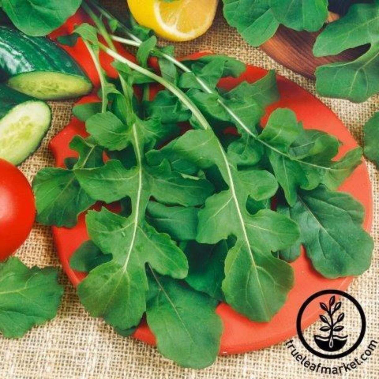 Runway Arugula