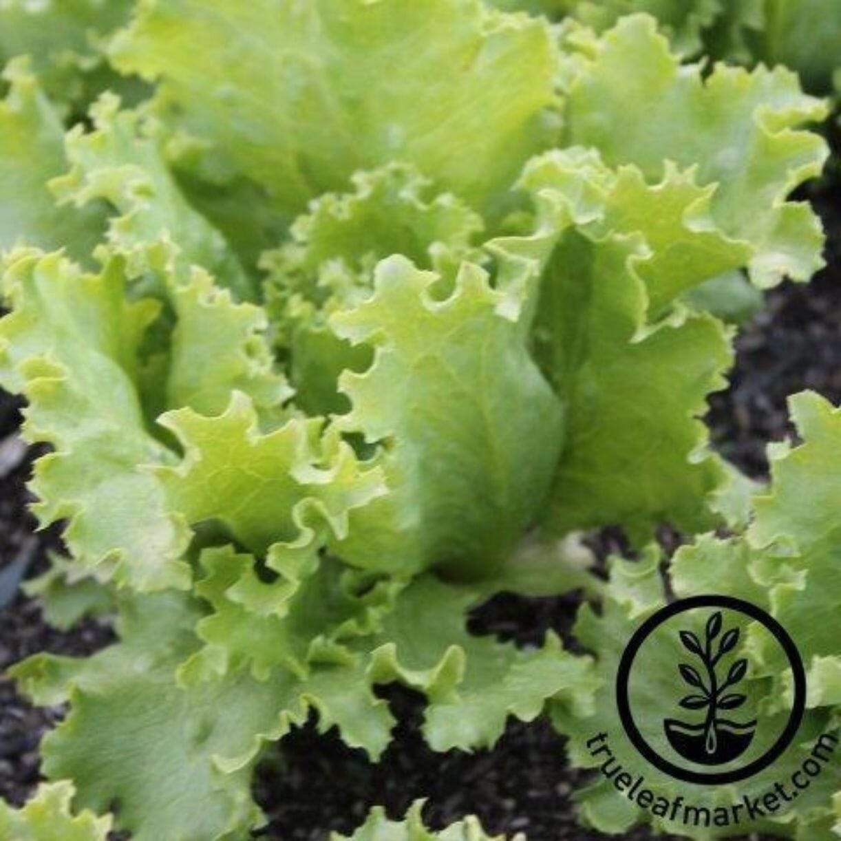 Batavian, Great Lakes 118 Lettuce