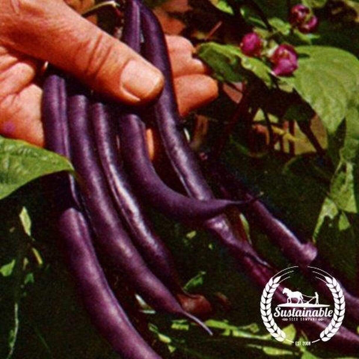 Royalty Purple Pod Bean