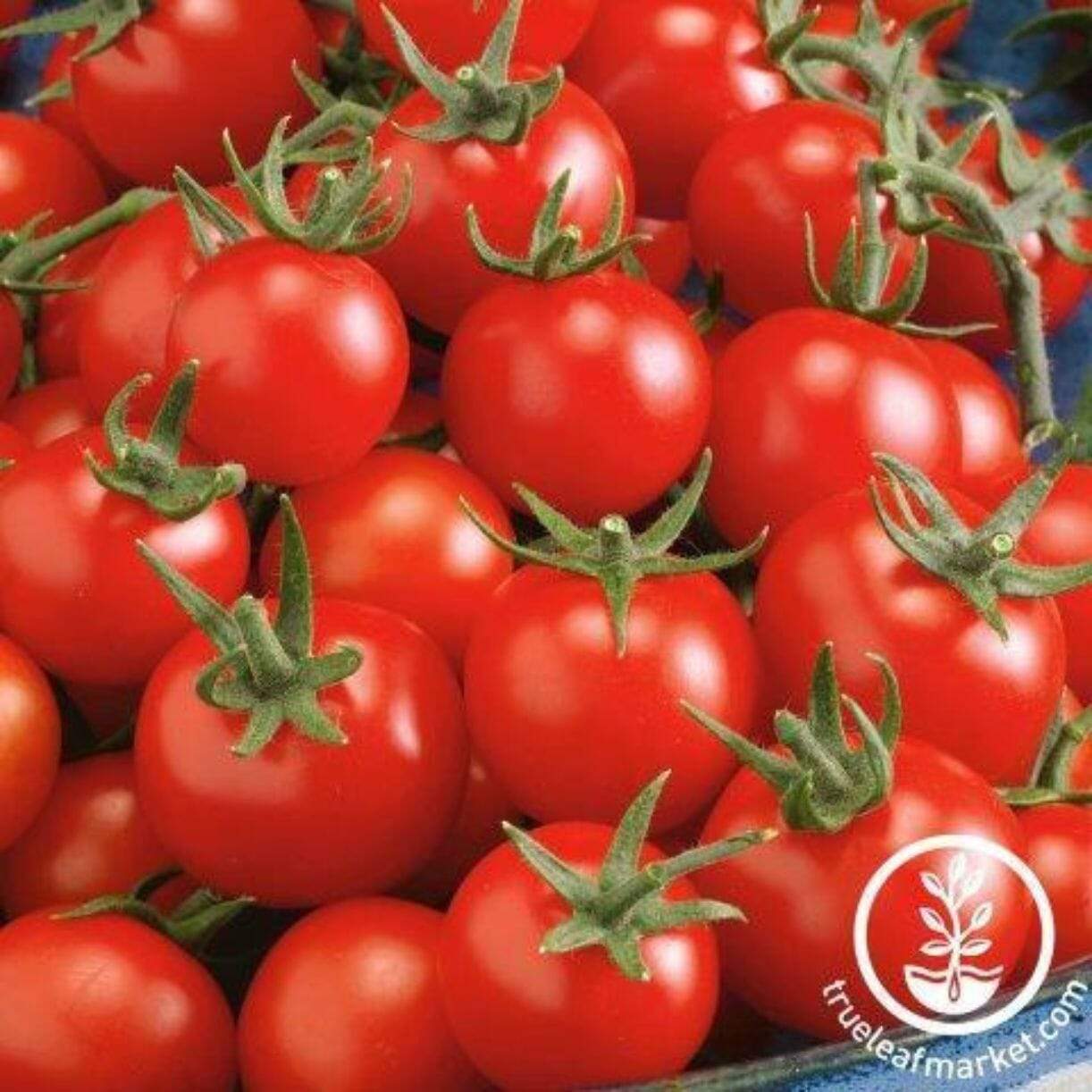 Fox Cherry Tomato