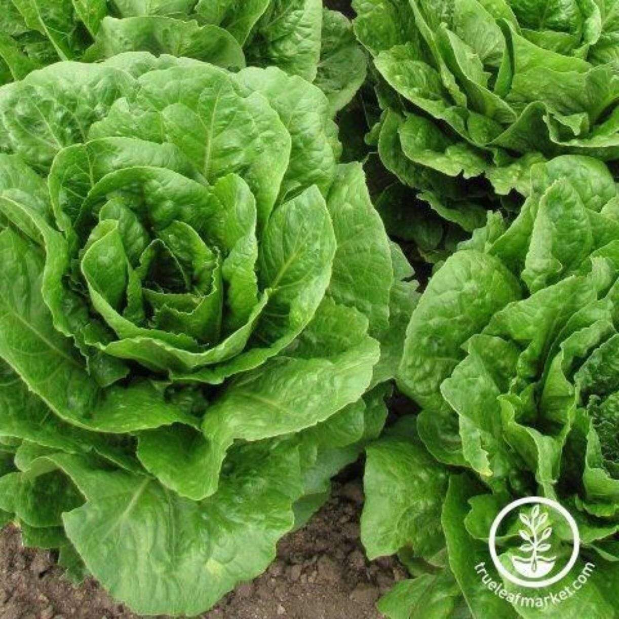 Blonde De Paris Lettuce